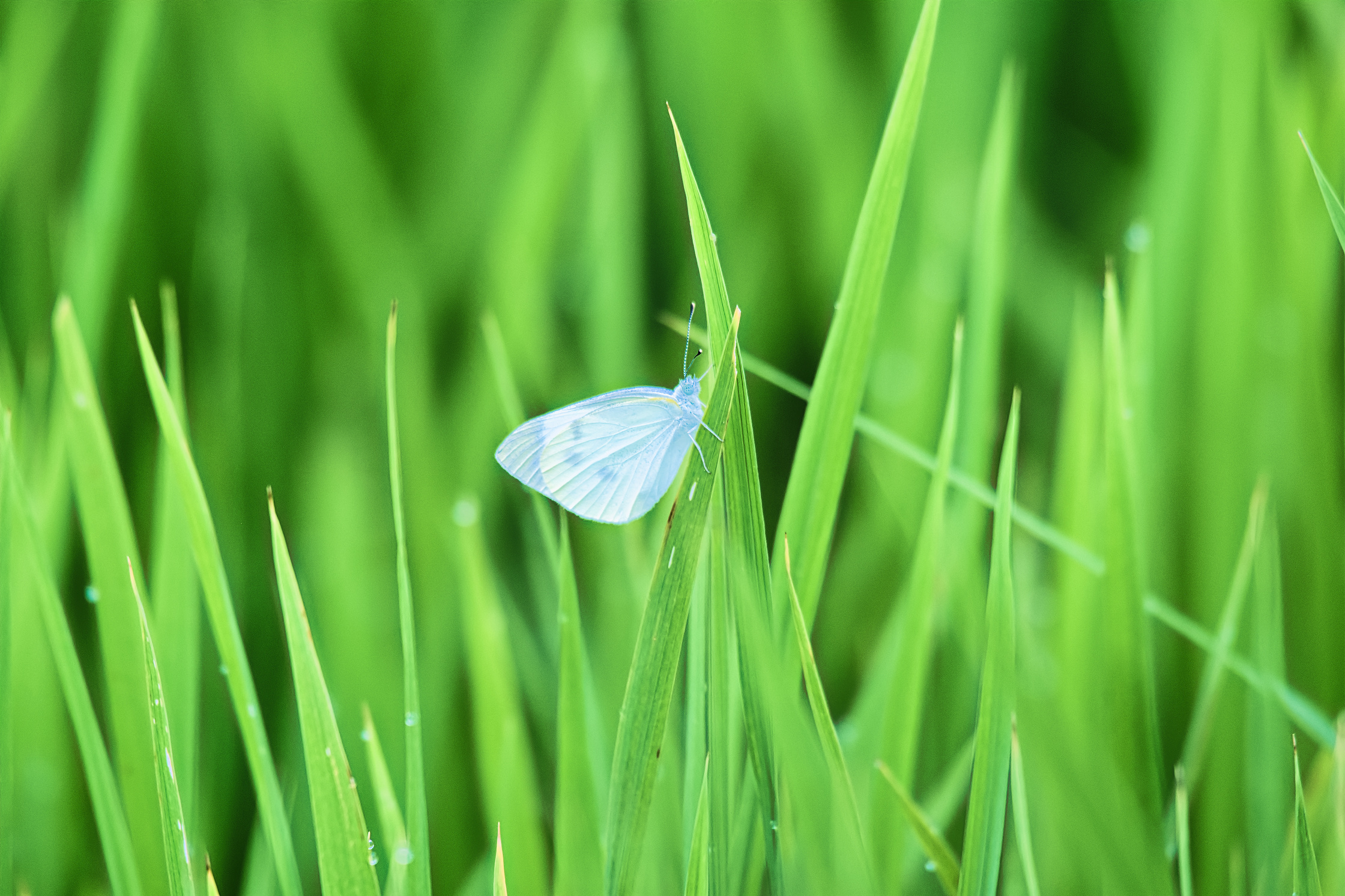 Butterfly sitting on rice leaves VD702